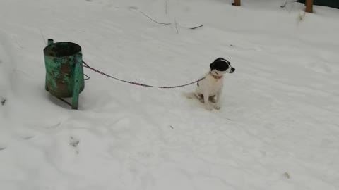 Tied dog on the street.