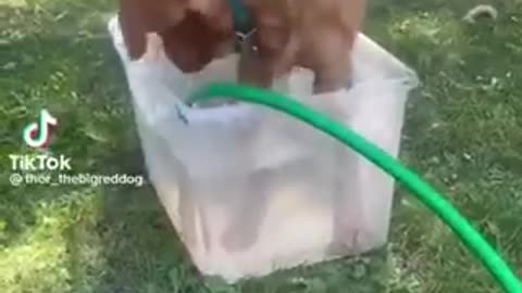 Funny animals