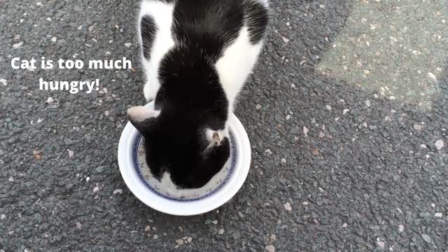 Cute Cat is too much hungry..