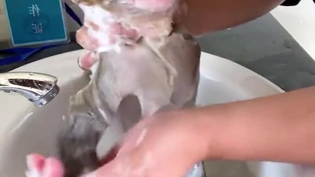 Most adorable little baby monkey takes a bath! OMG CUTE!