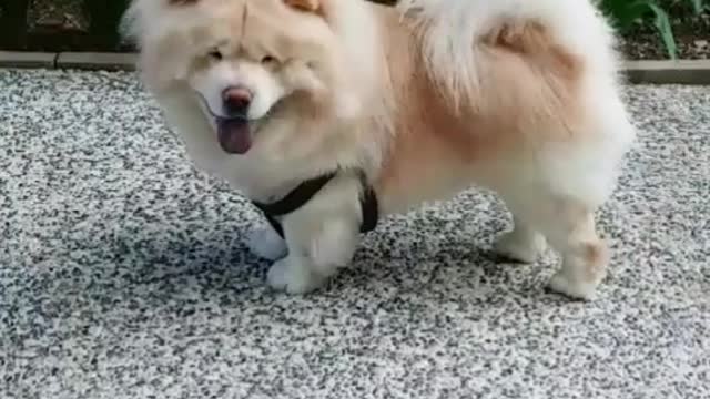 chill walking puppy