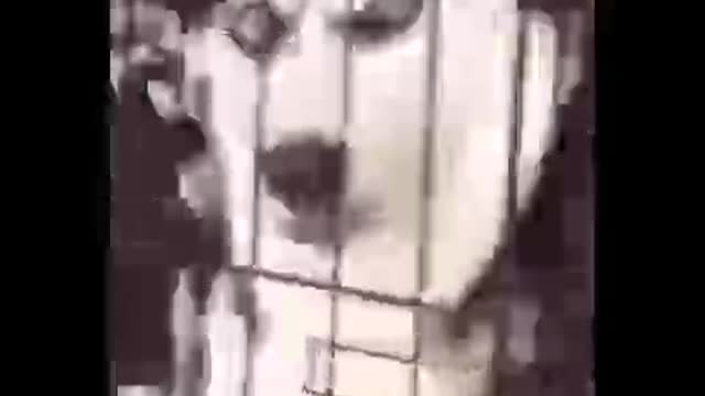 Funny Animal Videos 😁- Cutest Animals Ever