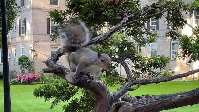 The Squirrels at / around BLVD Boulevard Gardens 06-2022