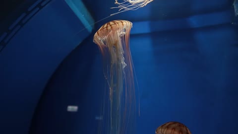 Jellyfish in tank