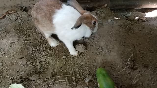 She's might be pregnant!