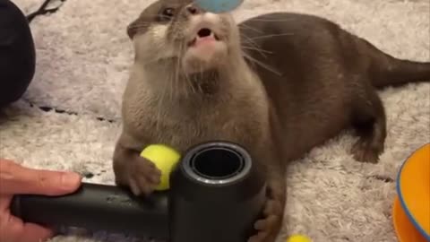 Funny Otter