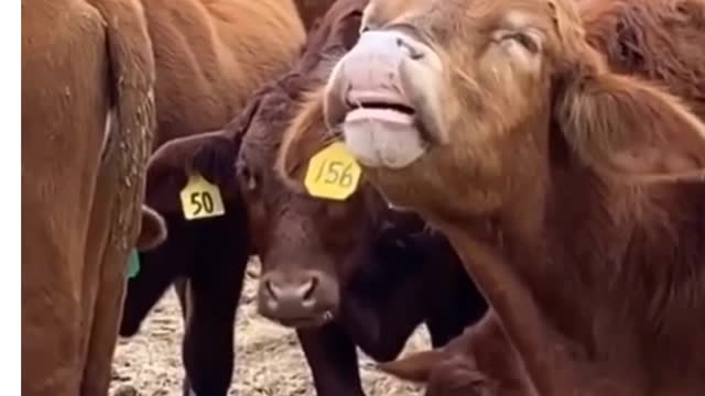 🤬🤠🤠👌👌Cows look bad times❤️🚫💔