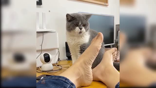 Funny cat Videos I Amazing cat Aww Compilation