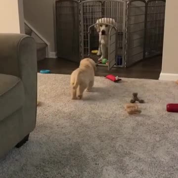 Whaen you friends ship cute dogs