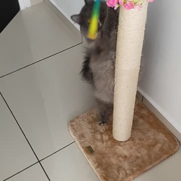 Fat Cat: I will Climb