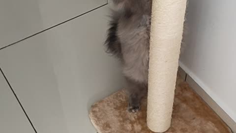Fat Cat: I will Climb