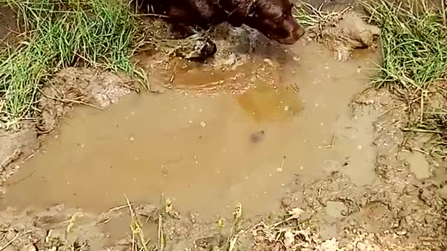 Swimming Labrador