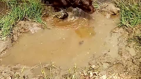 Swimming Labrador