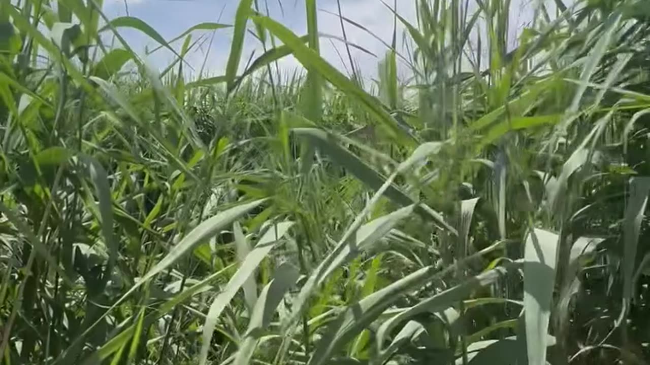 Bashkia e Lushnjës derdh ujërat e zeza në tokë bujqësore, Braçe: Dëm kolosal në Divjakë