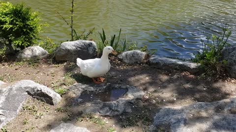 A duck by a pond