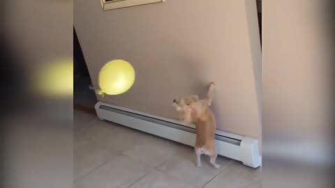 Best funny Animals video Crazy cats on a mission