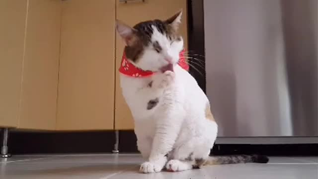 Watch how the cat cleans its face with its hands