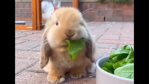 AWW SO CUTE! Cutest baby animals Videos Compilation Cute moment of the Animals