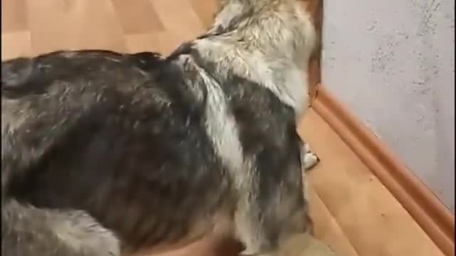 cat and dog funny video## 🐈🐈🐈 💕💕💕🐕🐕🐕