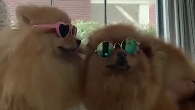 TRY NOT TO LAUGH - Cute DOG Videos | Funny Videos 2021| DOG 247 #Shorts