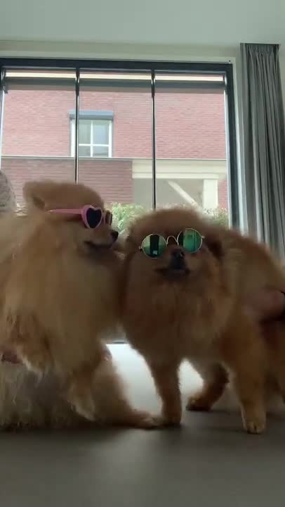 TRY NOT TO LAUGH - Cute DOG Videos | Funny Videos 2021| DOG 247 #Shorts