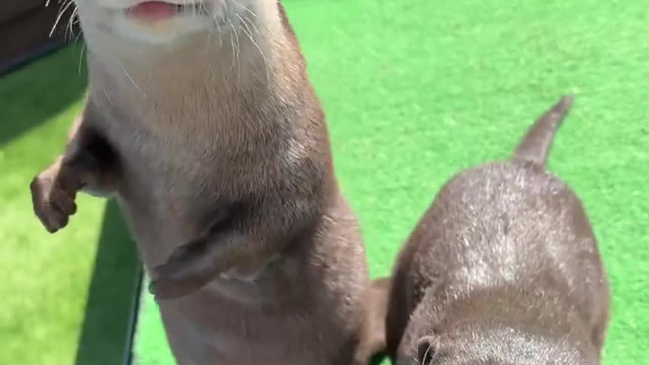 Sweet Otters having lunch