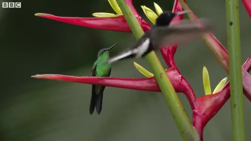 Relax with Birds | The Wild Place | BBC Earth