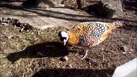 Lovely Golden Pheasants and Wading Birds