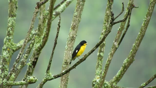nature-bird-colombia