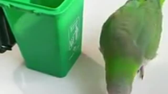 cute little parrot love to clean