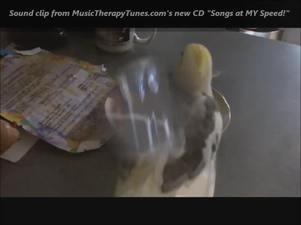 Cockatiel chugs a glass of Milk. top silly, funny birds ever. What an animal!