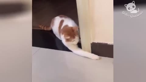 frightened cat