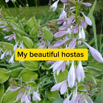 Beautiful flowers, Petunia, Hostas and Marigold
