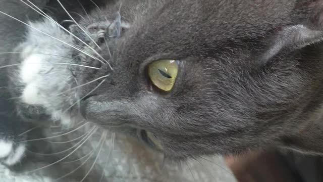 The cat eats something weird.