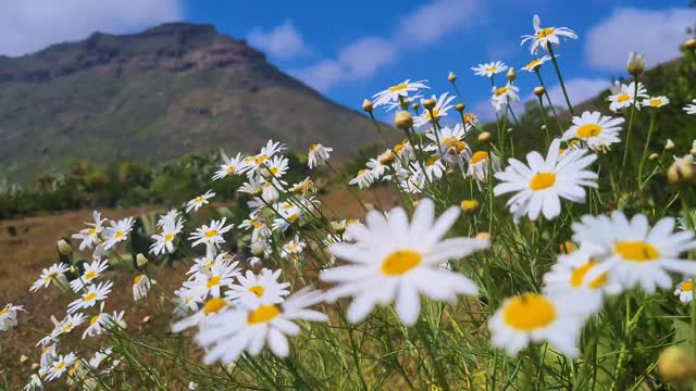 Blooming Flowers Nature background