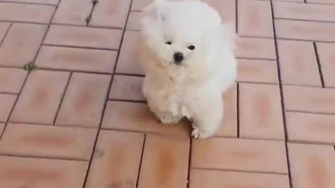 Puppy in the wind