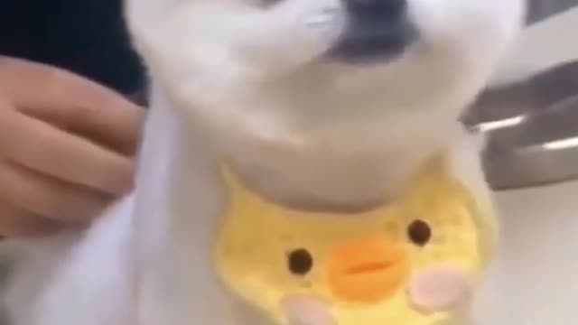 Cute Pomeranian Puppy Visits to the vet