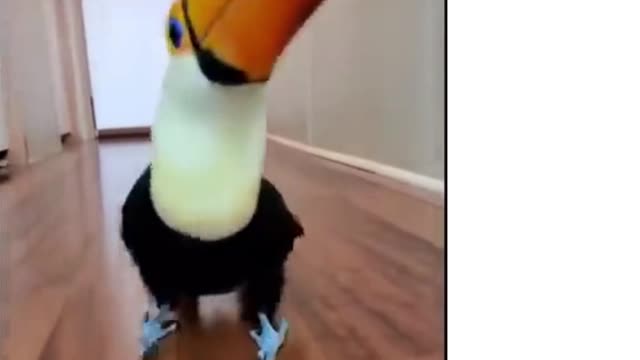 Funny toucan walks at home