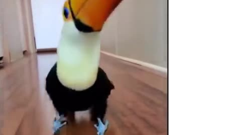 Funny toucan walks at home