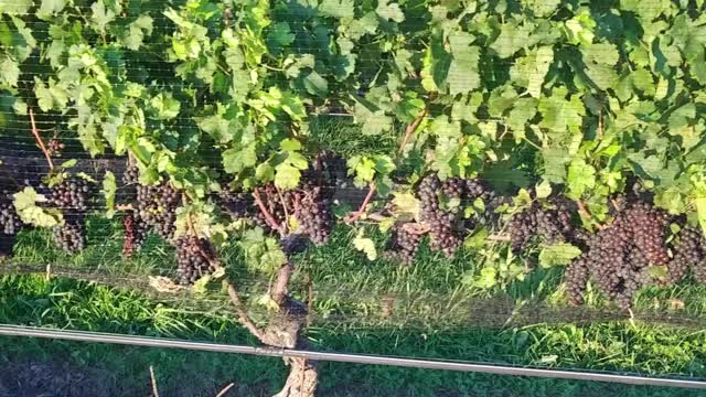 Amazing grape farming long island NY