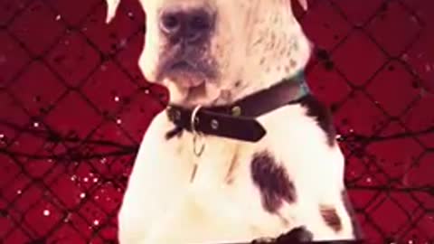 Only these dogs could defeat a pitbull