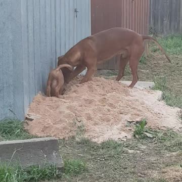 Rhodesian Ridgebacks Mister & Tickle: Puppy & Dog Love Digging!