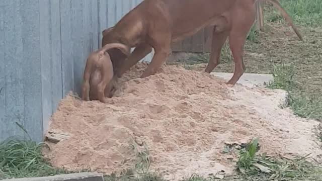 Rhodesian Ridgebacks Mister & Tickle: Puppy & Dog Love Digging!