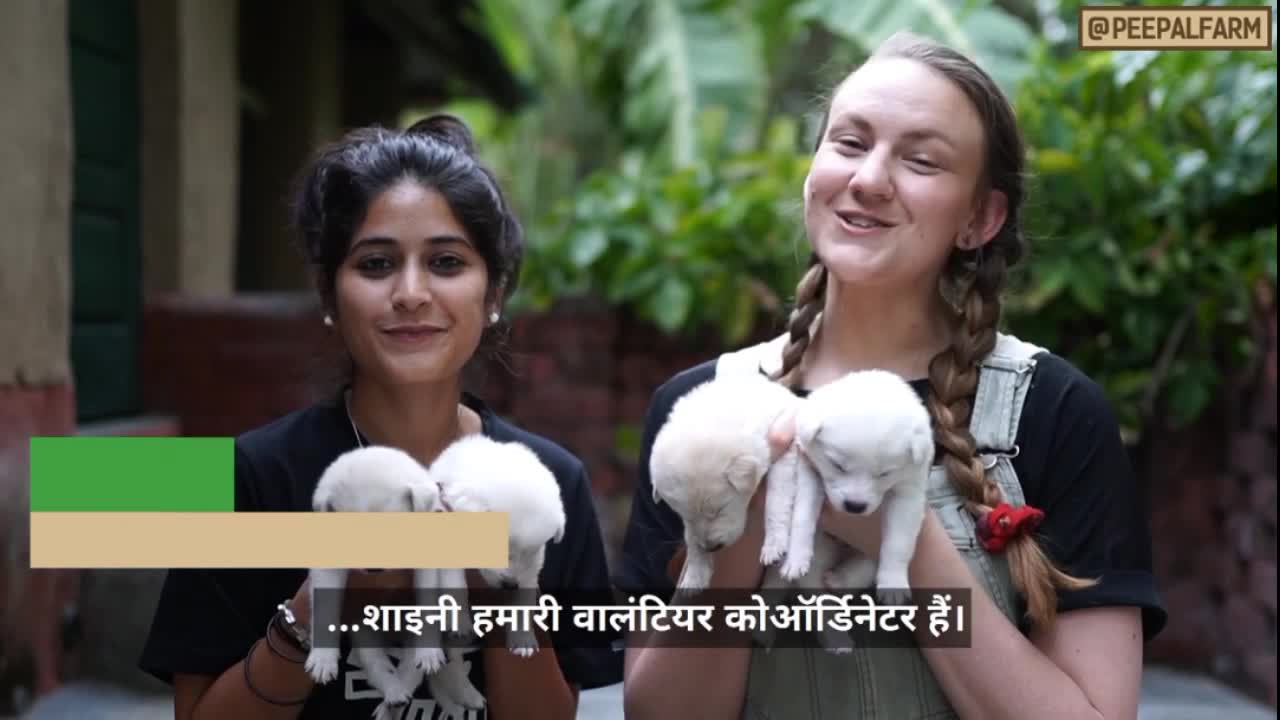 Welcome to the Peepal Farm Helpline! | Animal Rescue | Dog Training