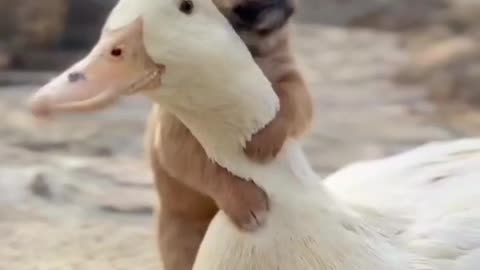 Duck and dog love