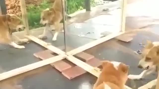 This dog came across a mirror