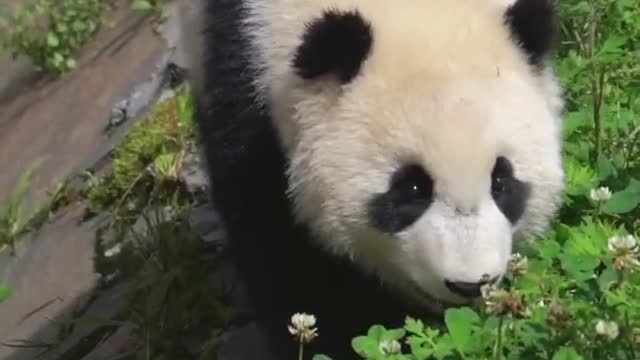 panda is walking by the river