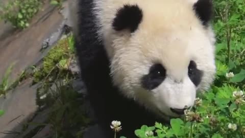 panda is walking by the river