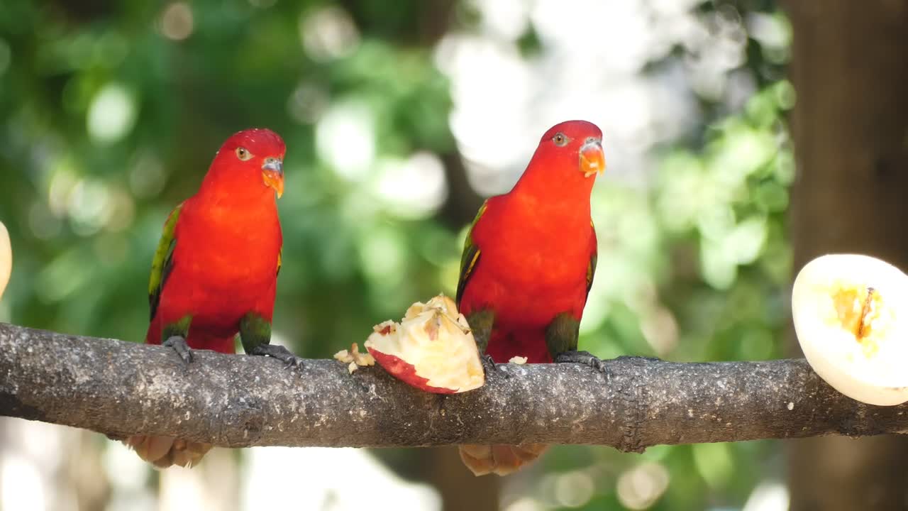 Parrots Eating Fruits On A Tree