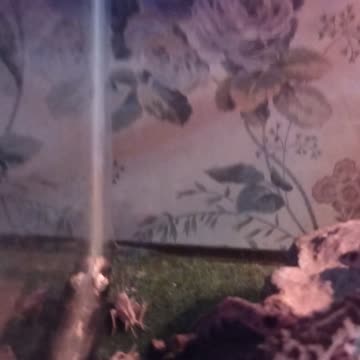 Via, the Leopard Gecko: #3